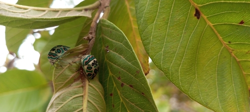Picasso Bug