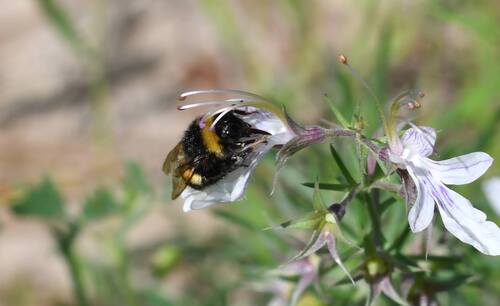 Bombus terrestris africanus