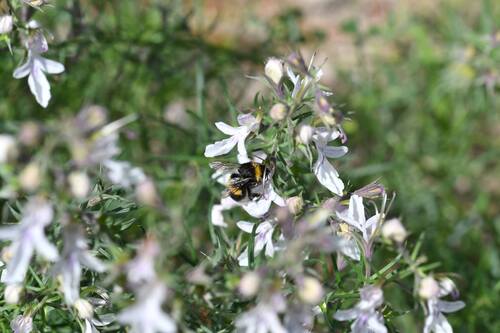 Buff-tailed Bumble Bee