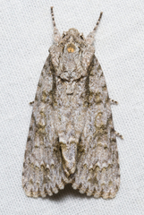 Acronicta impleta