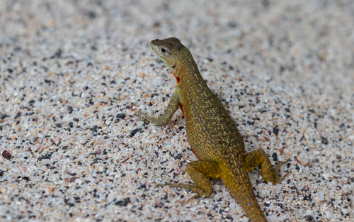 San Cristobal Lava Lizard, Microlophus bivittatus