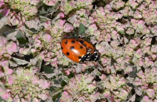 Variegated Lady Beetle