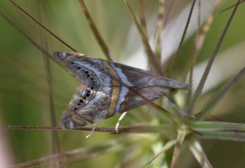 Euchromius anapiellus