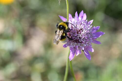 Vestal Cuckoo Bumble bee