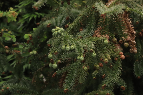 China-fir