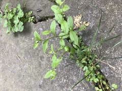 Bothriospermum zeylanicum