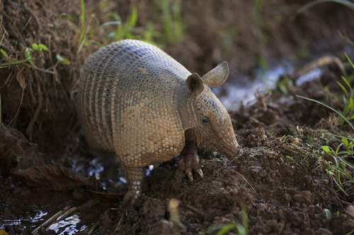 West Andean Long-nosed Armadillo (Dasypus fenestratus) — Data Deficient Mammalia