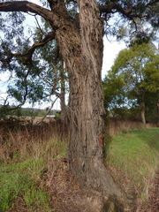 Eucalyptus fulgens