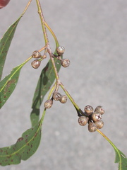 Eucalyptus fulgens