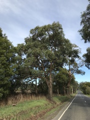 Eucalyptus fulgens