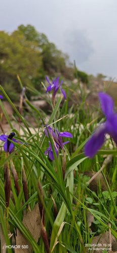 Moraea sisyrinchium, photograph 1