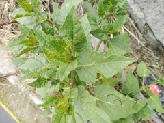 Mirabilis longiflora