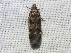 Chionodes formosella