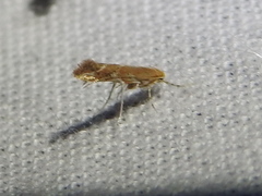 Cameraria conglomeratella