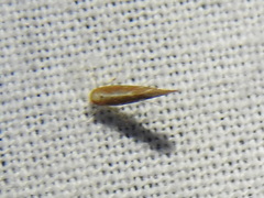 Cameraria conglomeratella