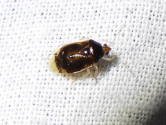 Deraeocoris davisi