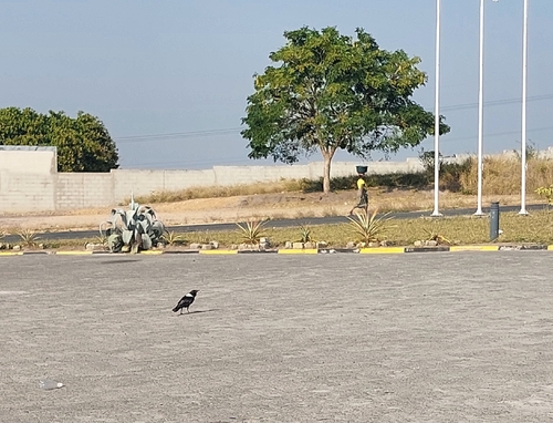 Pied Crow