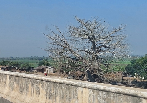 African baobab