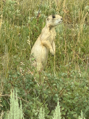 White-tailed Prairie Dog observed by cmludwig17