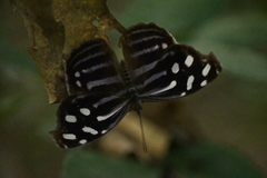 Myscelia cyaniris alvaradia