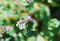 Lamium amplexicaule