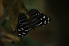 Myscelia cyaniris alvaradia