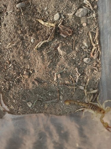 Northern Scorpion