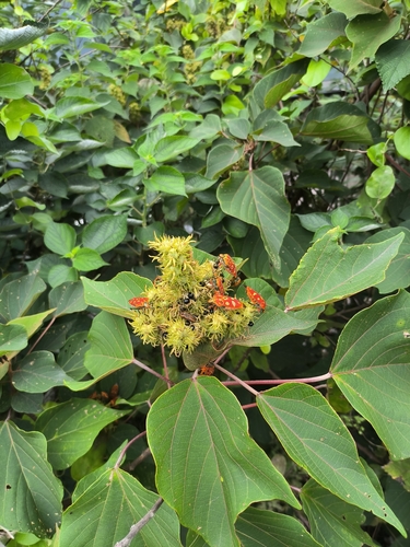 ocellated shield bug