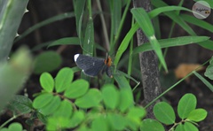 Melanchroia chephise