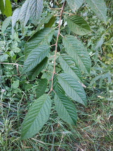 Наблюдение на iNaturalist
