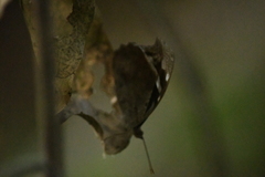 Myscelia cyaniris alvaradia