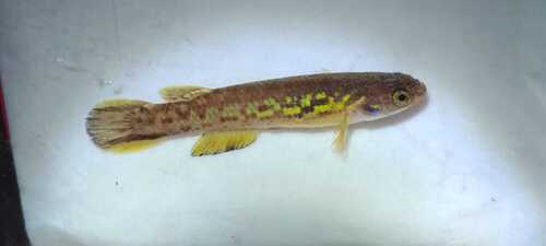 Isthmian killi (Cynodonichthys isthmensis) — Rivulidae — 5