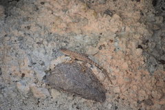 Sceloporus merriami