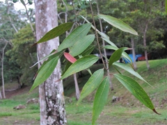 Image of Nectandra cuspidata