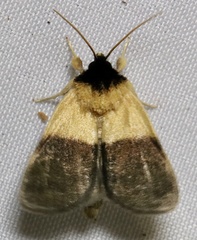 Exyra semicrocea