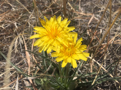 Nothocalais cuspidata