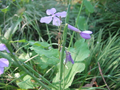 Orychophragmus violaceus