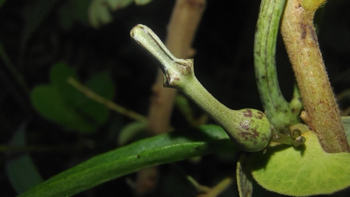 Ceropegia bulbosa