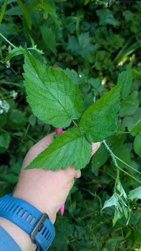 black raspberry