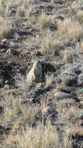 White-tailed Prairie Dog observed by nateypac