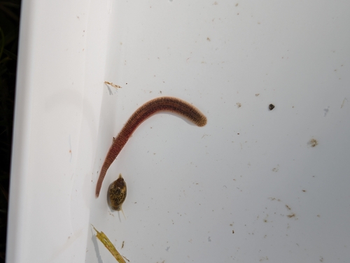 Achtogige bloedzuiger, 21102, Lithuania, photo 9 of 10