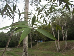 Nectandra cuspidata