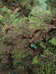 Hymenophyllum fujisanense