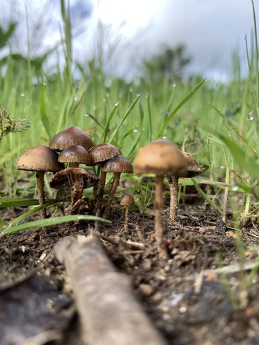 dung-loving Deconica