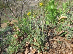 Tephroseris kirilowii