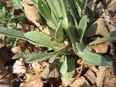 Tephroseris kirilowii