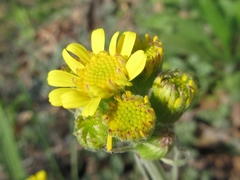 Tephroseris kirilowii