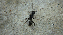 Camponotus pennsylvanicus