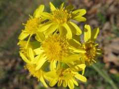 Tephroseris kirilowii