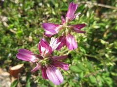 Astragalus sinicus